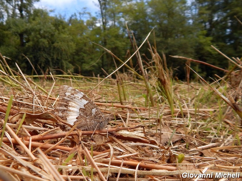 Parco del ticino : incontri del 23/8/14